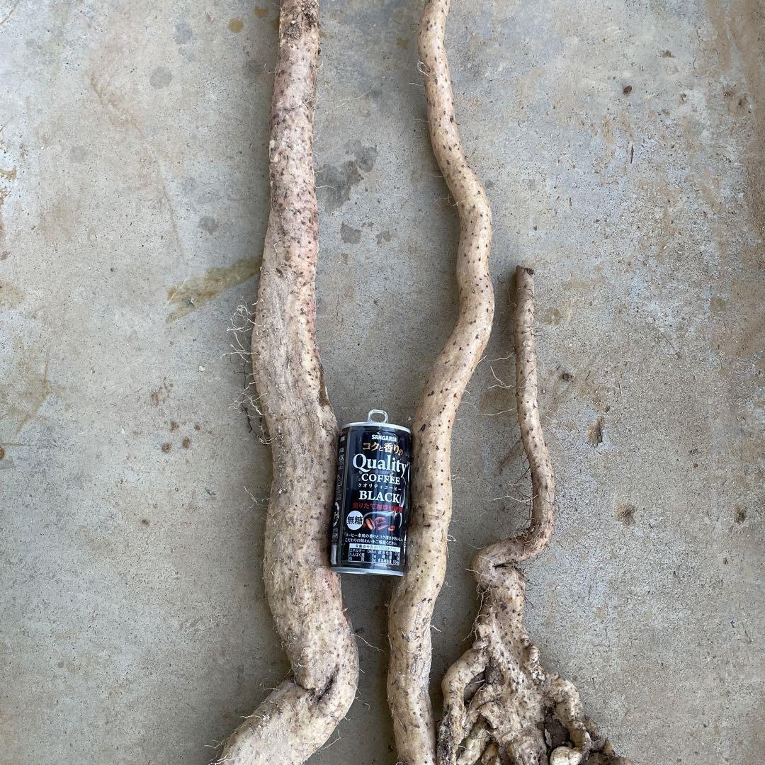 天然自然薯　2キロ 天然自然薯ーー2キロ