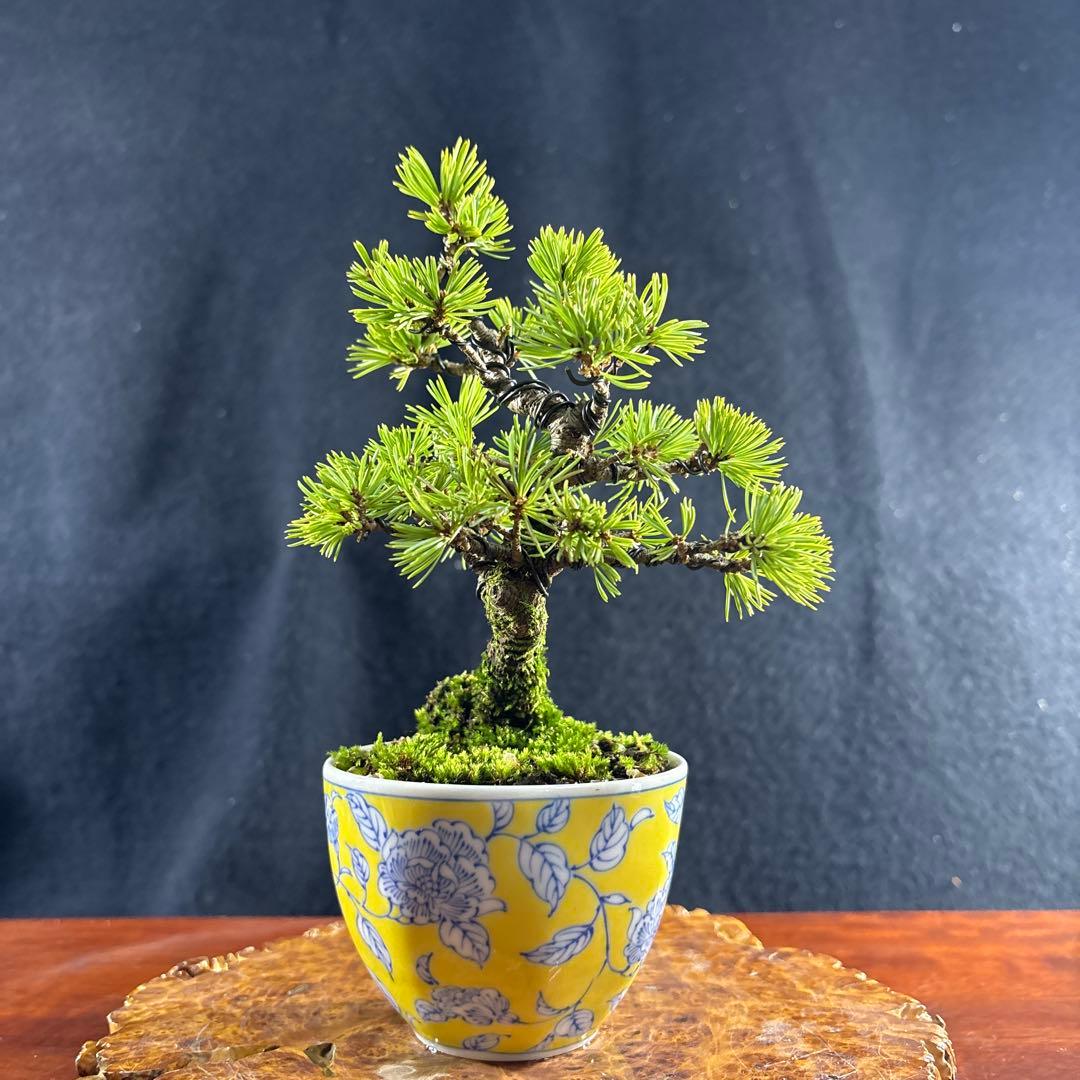 赤石五葉松 模様木