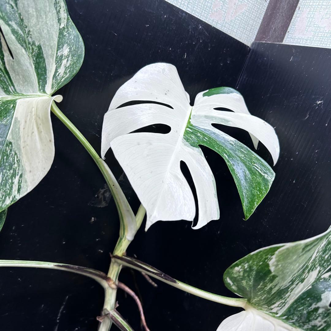 斑入りモンステラ ホワイトタイガー極美大株57cm白斑多 - メルカリ 斑入りモンステラ ホワイトタイガー極美大株57cm白斑多 - メルカリ