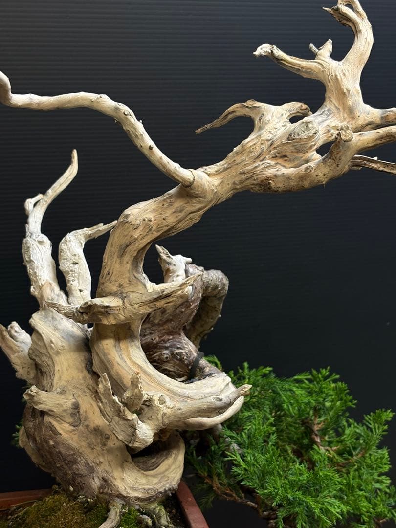 盆栽 真柏|インスタ対応❓傷や汚れあり