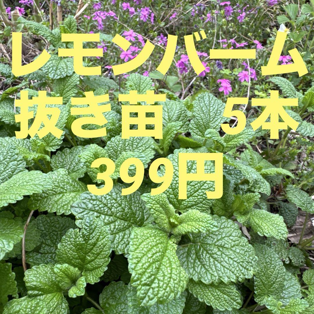 レモンバーム 抜き苗 5本 ネコポス - メルカリ