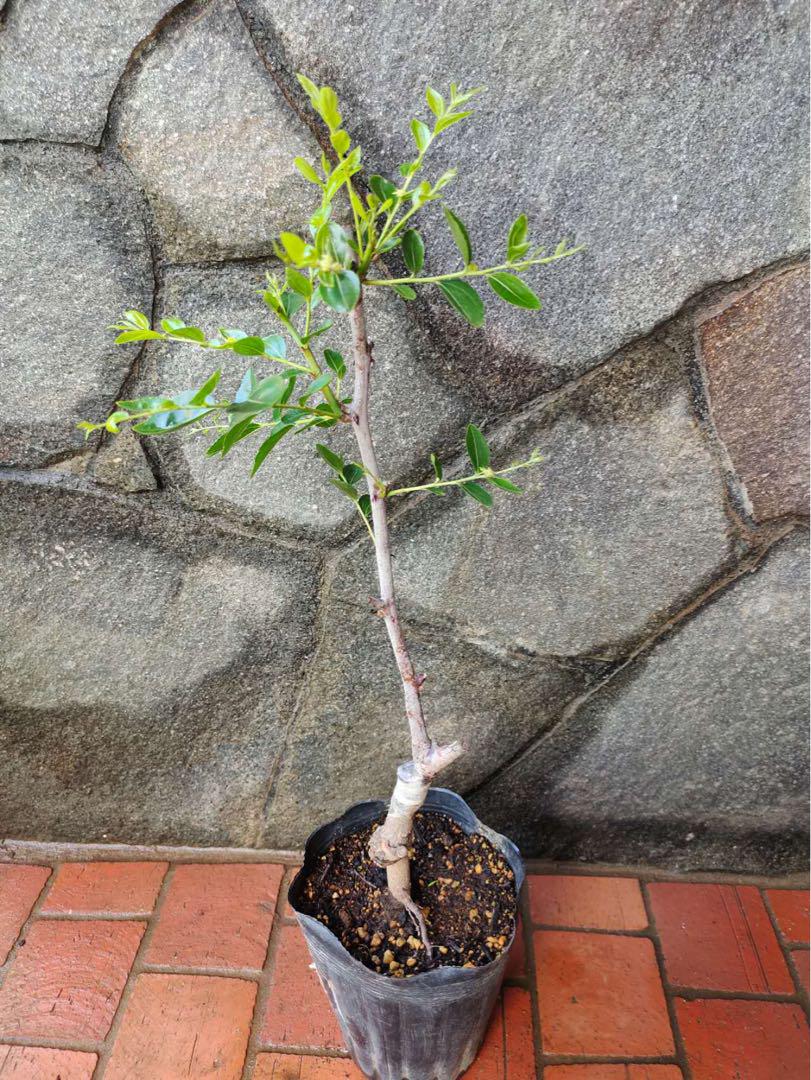 ❗️花付き，接木苗木、冬棗ナツメ苗木