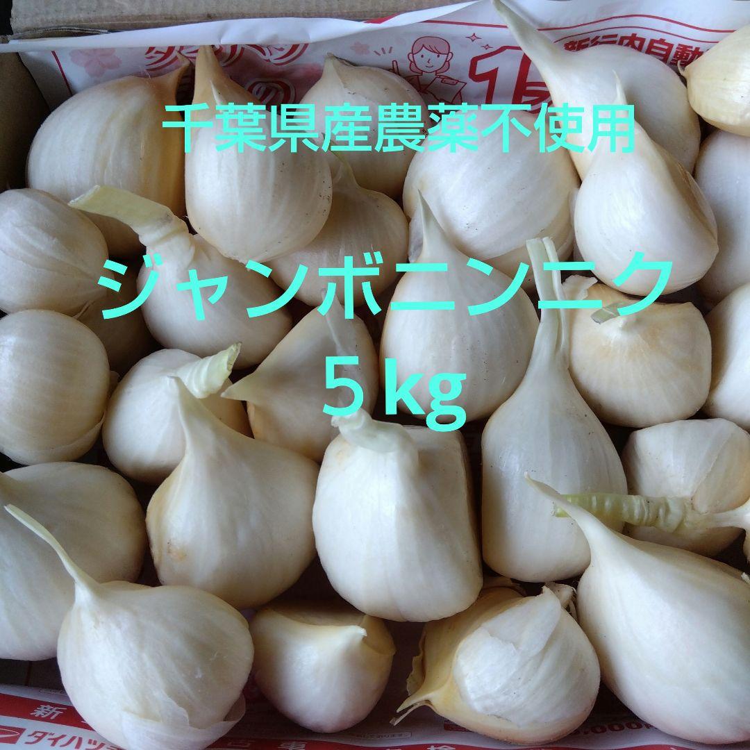 千葉県産 生ジャンボニンニク５kg栽培期間中農薬不使用野菜