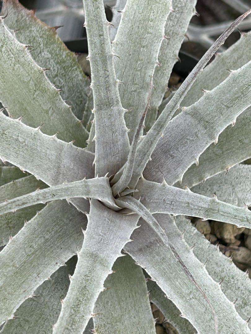 原種 デウテロコニア Deuterocohnia sp from JM