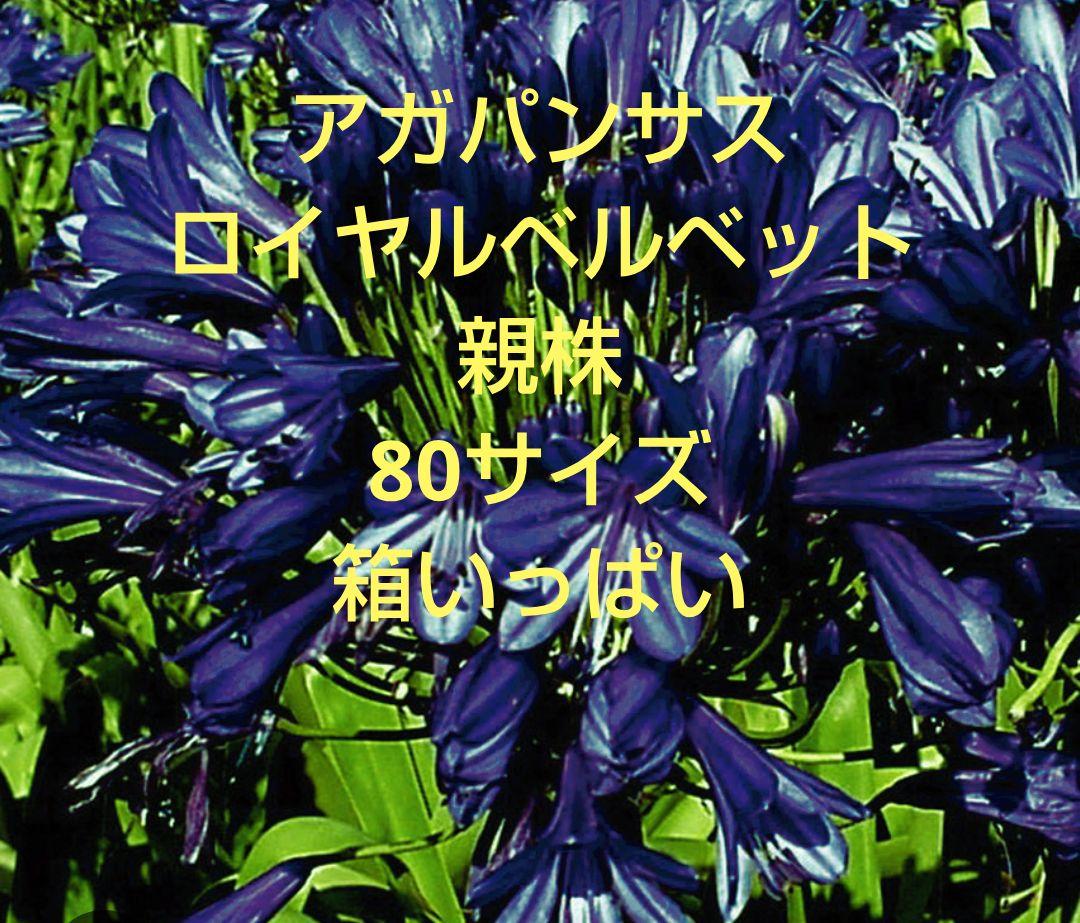 希少アガパンサス　ロイヤルベルベット　親株80サイズいっぱい