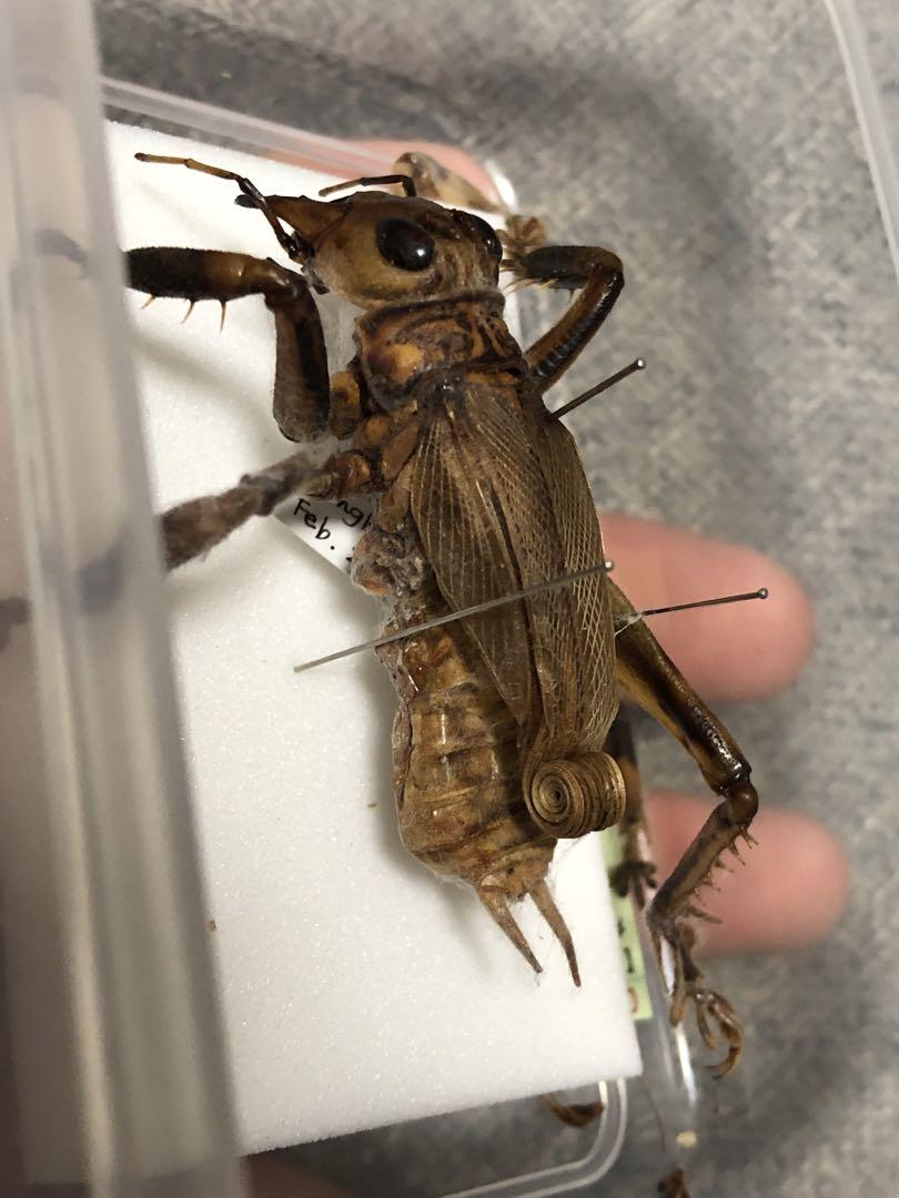 マキバネコロギス　標本 マキバネコロギス 標本 - メルカリ