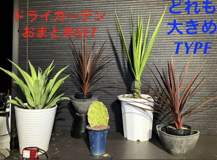 【お1人様1点限り】 【✳️ドライガーデンおまとめ豪華SET(˃̵ᴗ˂̵)✳️】 - 植物/観葉植物