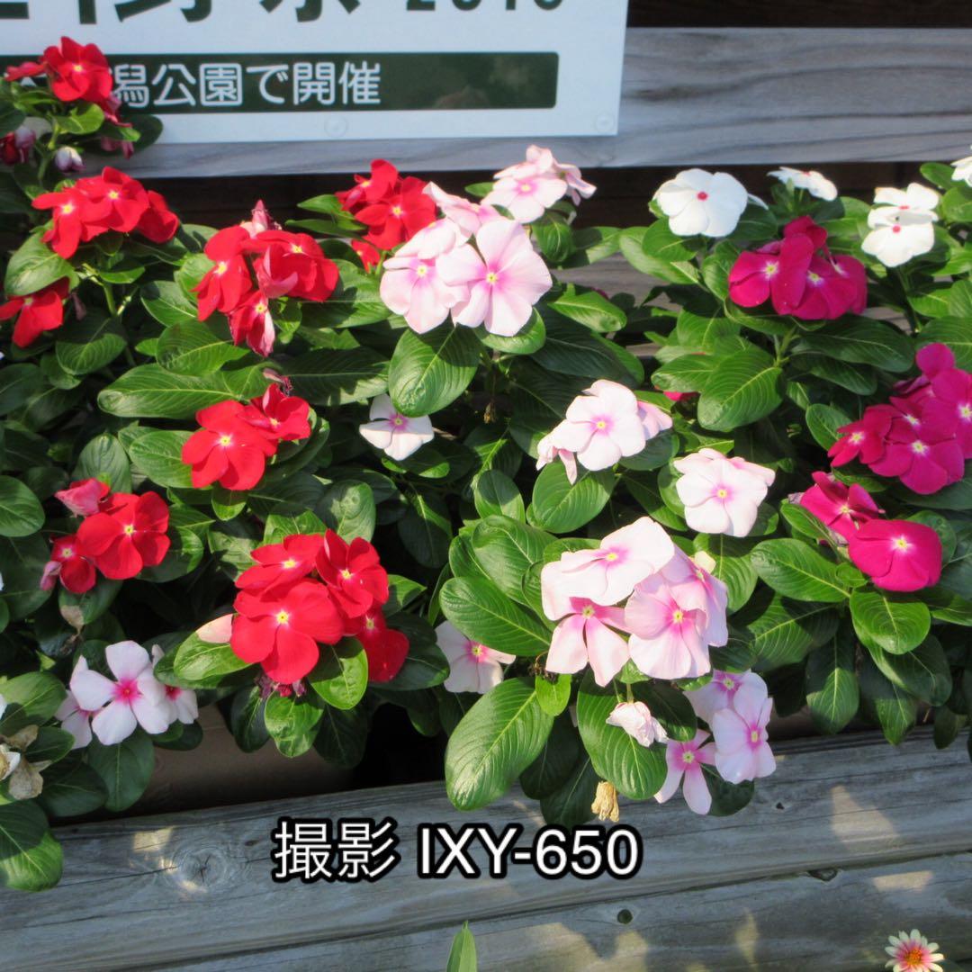 【ほぼ新品】Canon IXY 650 シルバー コンパクトデジタルカメラ 【ほぼ新品】Canon IXY 650 シルバー コンパクトデジタルカメラ