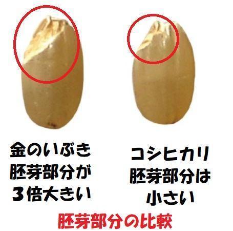 【新米】【令和６年産】自然栽培「金のいぶき」玄米　２０ｋｇ