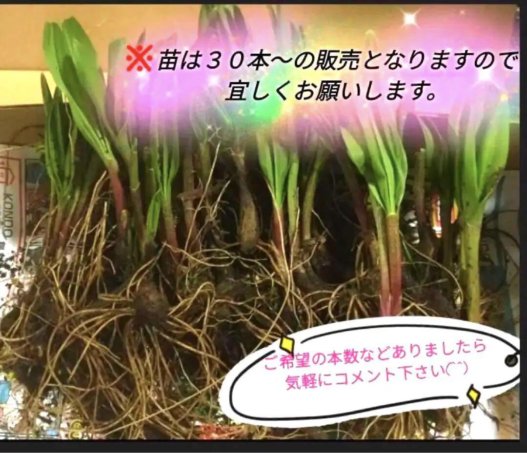 北海道産天然物 行者にんにく根付き苗 100本②