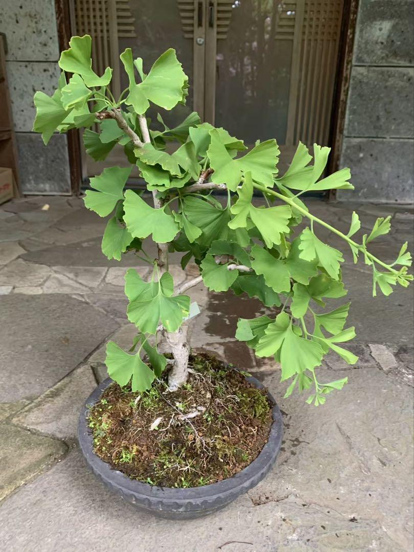 イチョウ盆栽　銀杏 鉢ごと発送