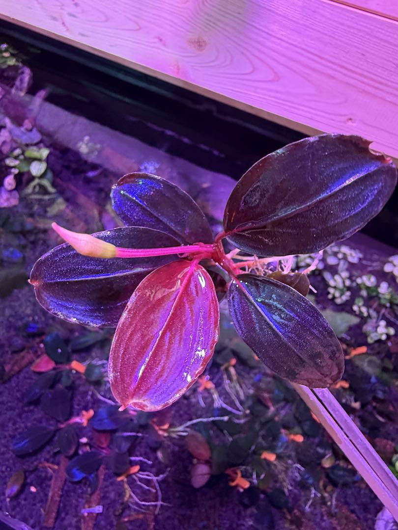 Bucephalandra sp. Moonlight 大群生株 Bucephalandra sp. Moonlight 大群生株 - メルカリ