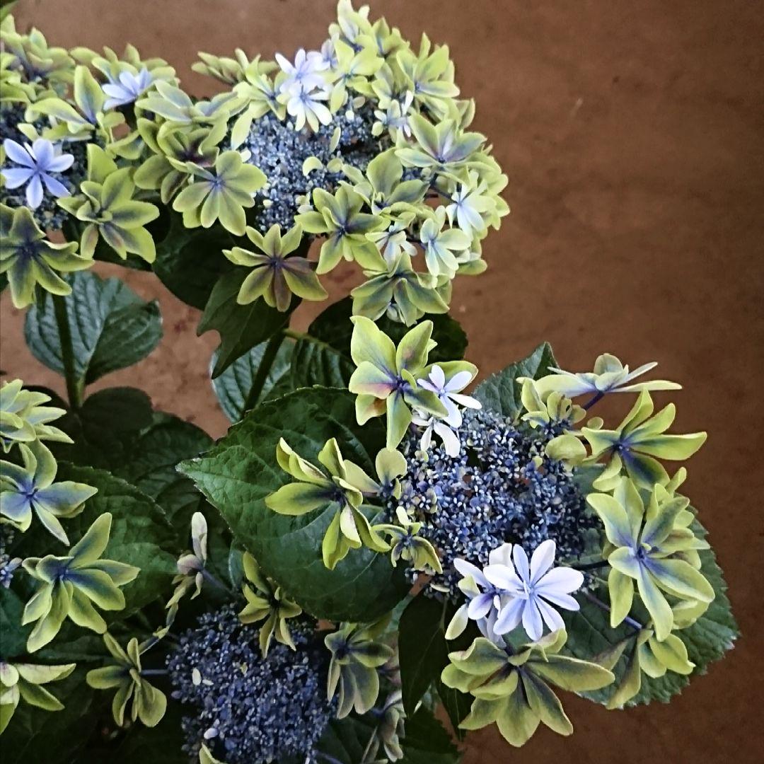 紫陽花 苗　月虹　ゲッコウ　大苗　育成用