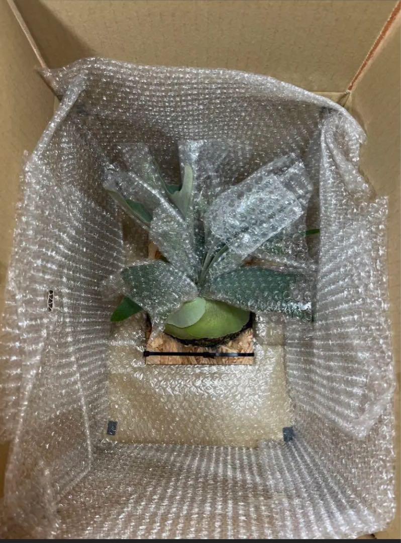 P.Willinckii cv セーラープルート OC pup 子株