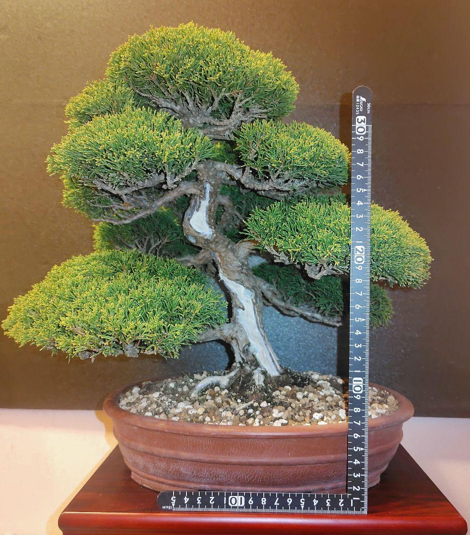 真柏盆栽! 真柏盆栽!