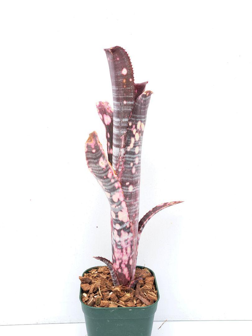 Billbergia Domingos Martins×Afterglow ②