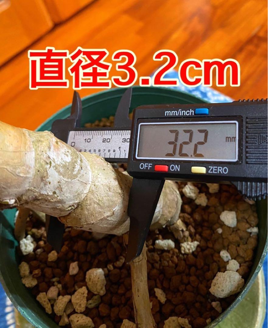 モンステラデリシオーサ③ 木質化 新芽 根上がり 幹上がり