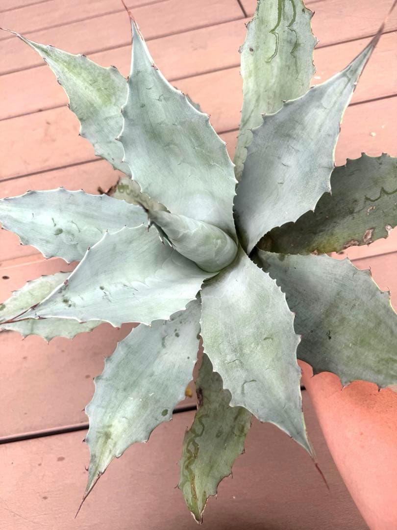 オバティフォリア