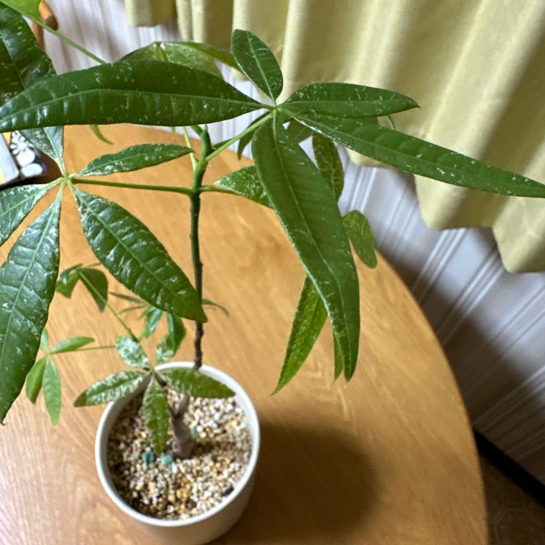 無印 植木鉢目立った傷や汚れなし