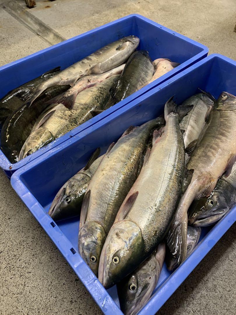 はピンポン玉イクラ醤油漬け‼️