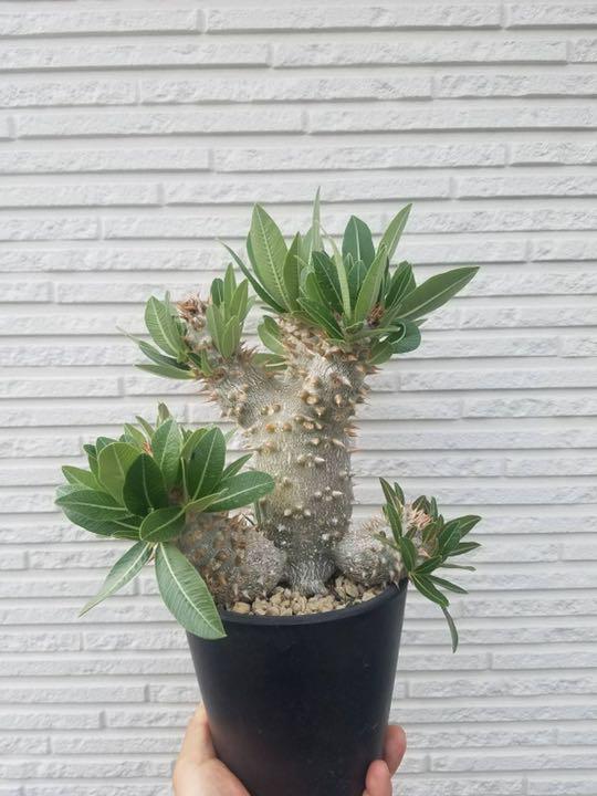 レッド系お見舞い 専用 多肉植物 ルブラ 抜き苗 植物/観葉植物 インテリア・住まい・小物レッド系¥576,666-jkkniu.edu.bd レッド系お見舞い 専用 多肉植物 ルブラ 抜き苗 植物/観葉植物 インテリア・住まい・小物レッド系¥576,666-jkkniu.edu.bd