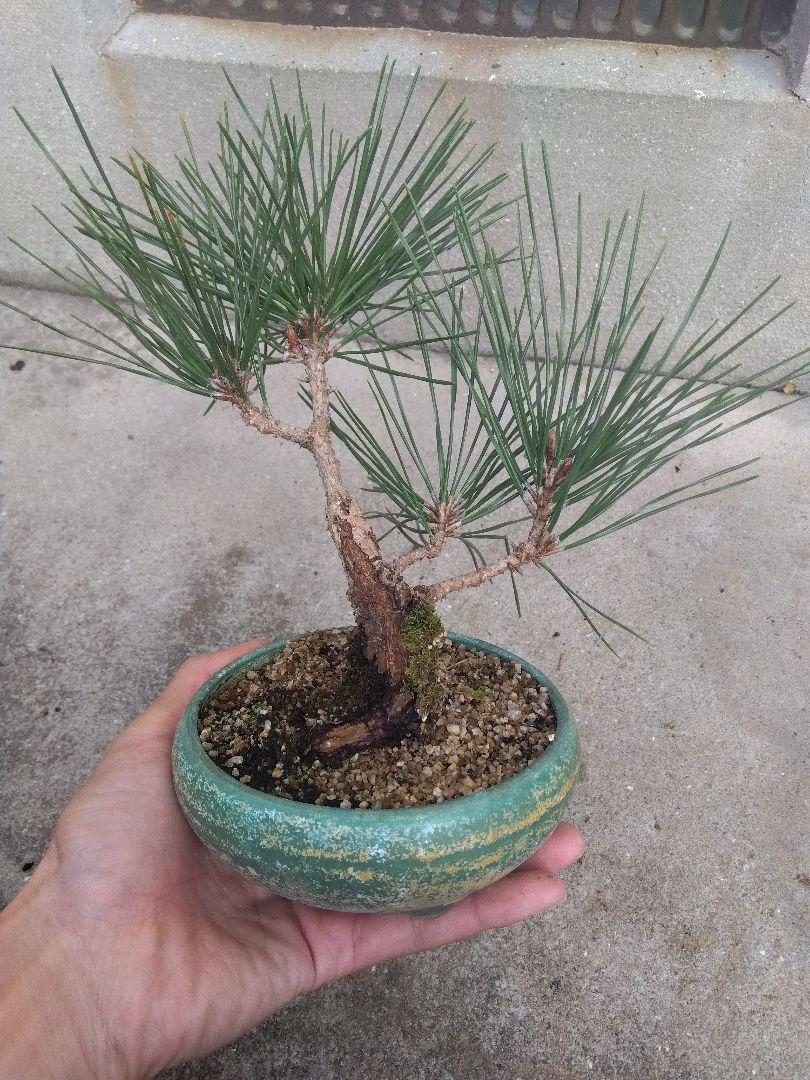 tt-y　根上がりモンステラ　天然苔　盆栽仕立て　陶器鉢　植え込み発送 根上がり モンステラ 天然苔盆栽仕立て 陶器鉢 植え込み発送