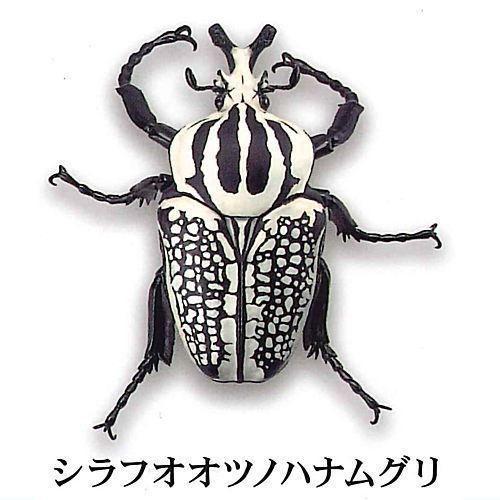 SO-TA 1/1 ゴライアスオオツノハナムグリ☆〜その②〜 | さもの