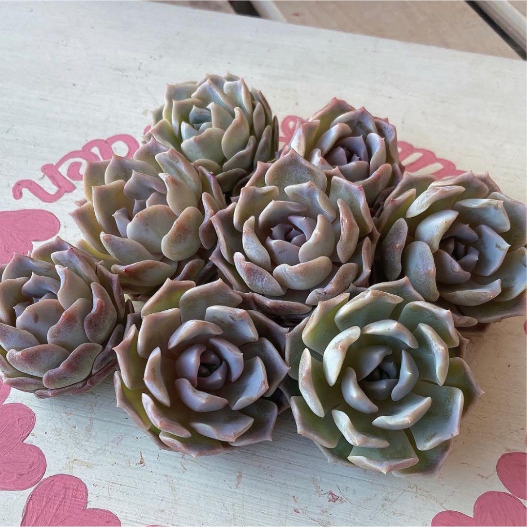多肉植物 エアーマジック　♡モーダル♡