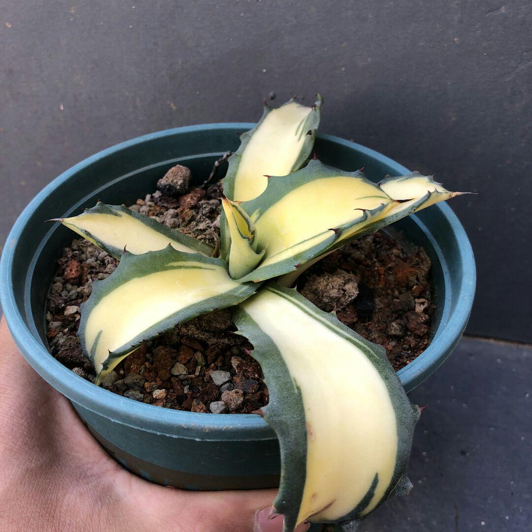 100%新品お得 多肉植物アガベ 黄中斑 特别価格 fqDmE-m13846011344 フェロックス 錦 最安価格