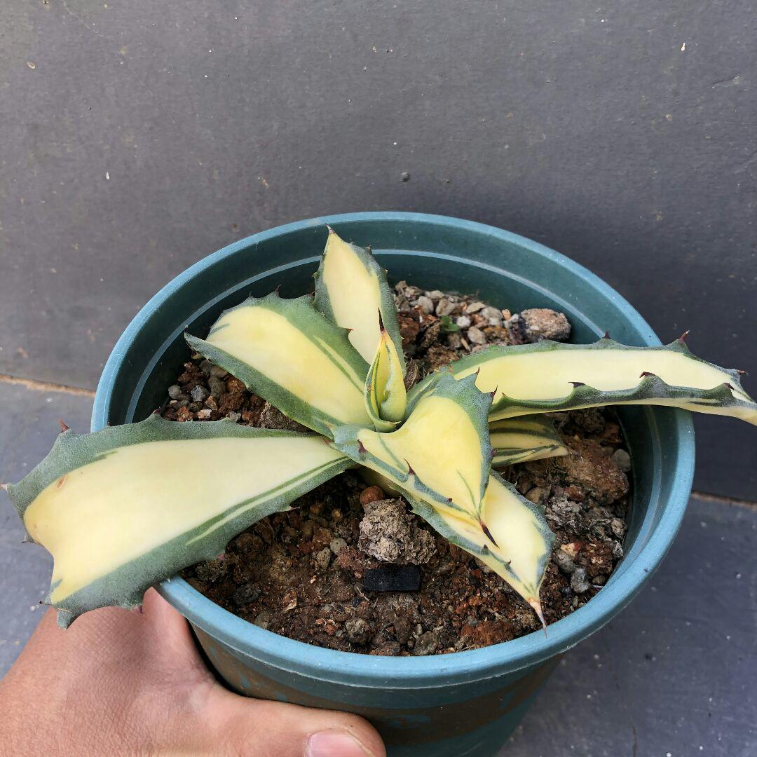 100%新品お得 多肉植物アガベ 黄中斑 特别価格 fqDmE-m13846011344 フェロックス 錦 最安価格