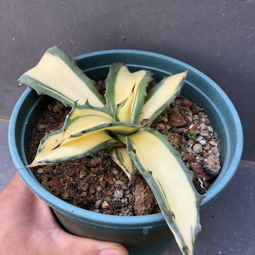 100%新品お得 多肉植物アガベ 黄中斑 特别価格 fqDmE-m13846011344 フェロックス 錦 最安価格