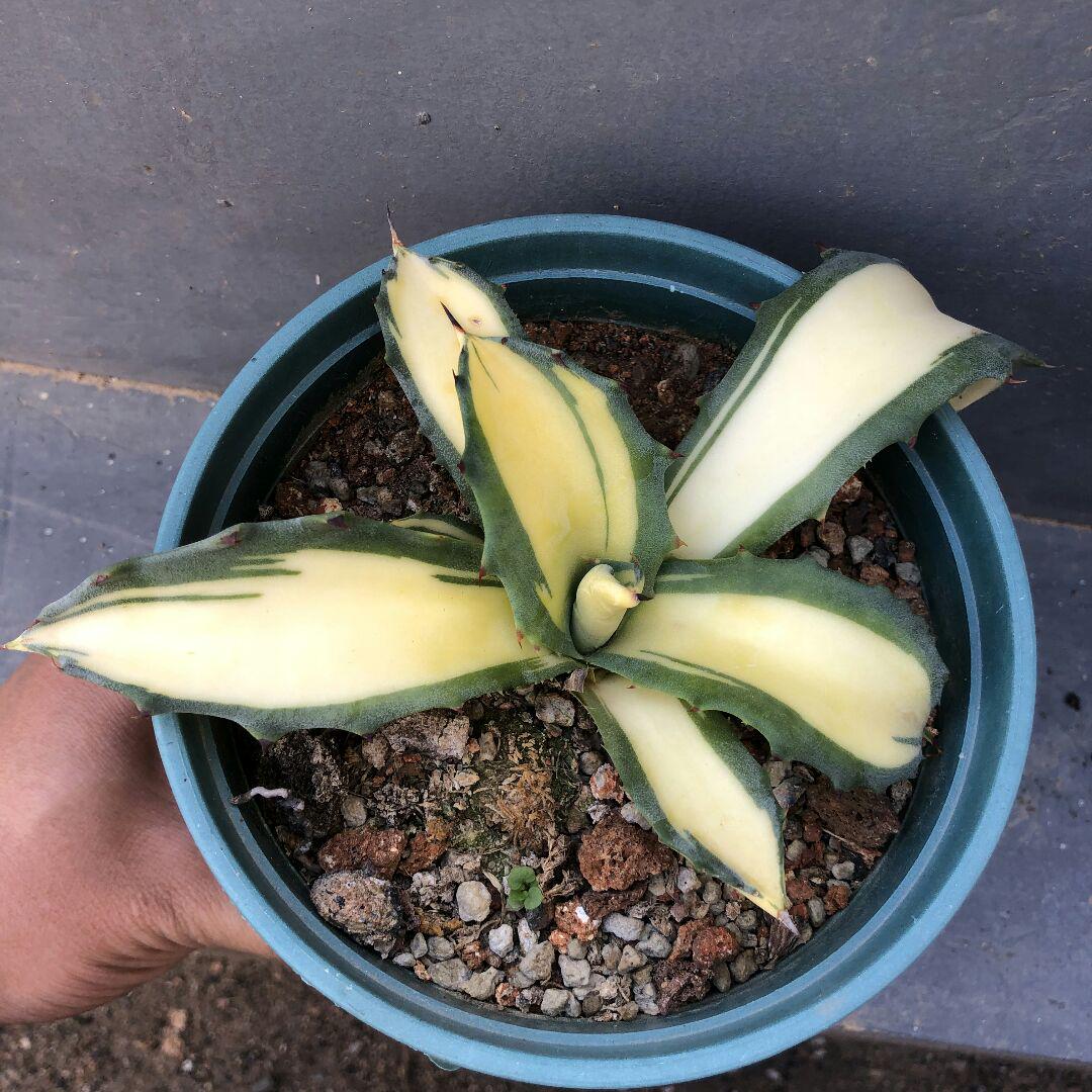 100%新品お得 多肉植物アガベ 黄中斑 特别価格 fqDmE-m13846011344 フェロックス 錦 最安価格