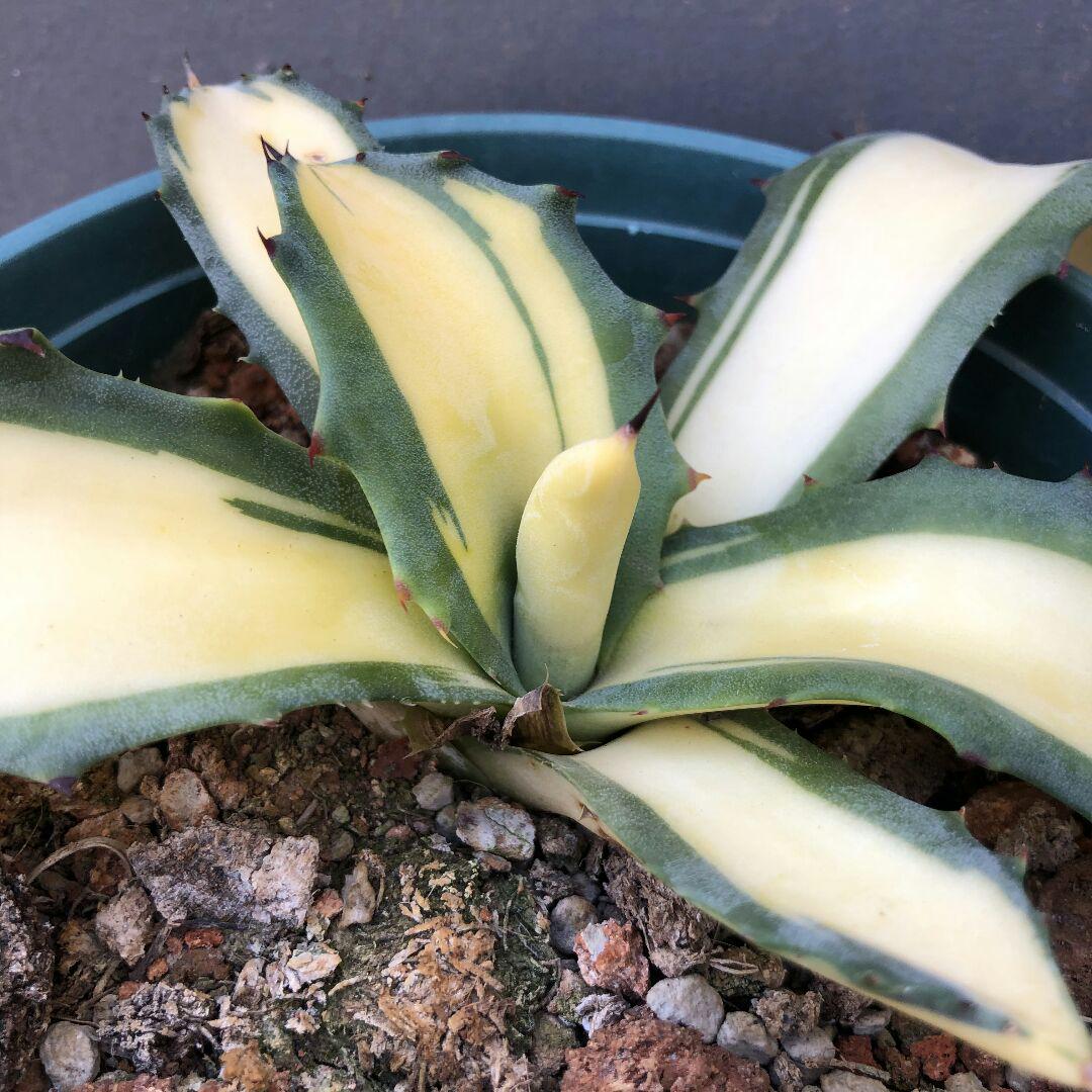 100%新品お得 多肉植物アガベ 黄中斑 特别価格 fqDmE-m13846011344 フェロックス 錦 最安価格