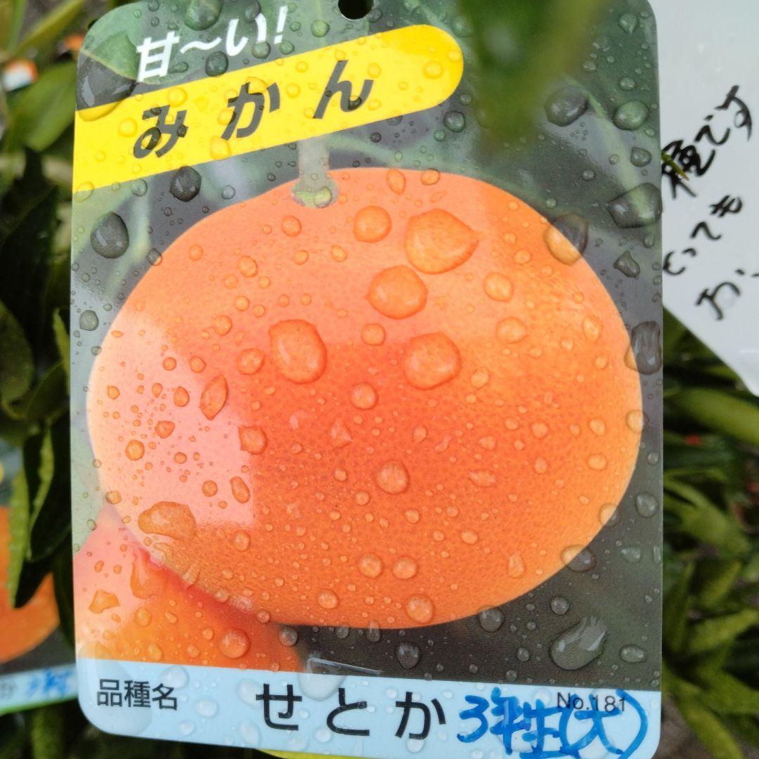 楽天市場】【せとか】 みかん 3年生接木大苗 【産地で剪定済 1.0