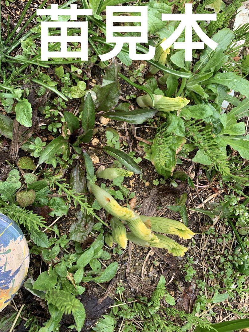 締切間近❣️タイワンクマガイソウ❣️8芽❣️ 花