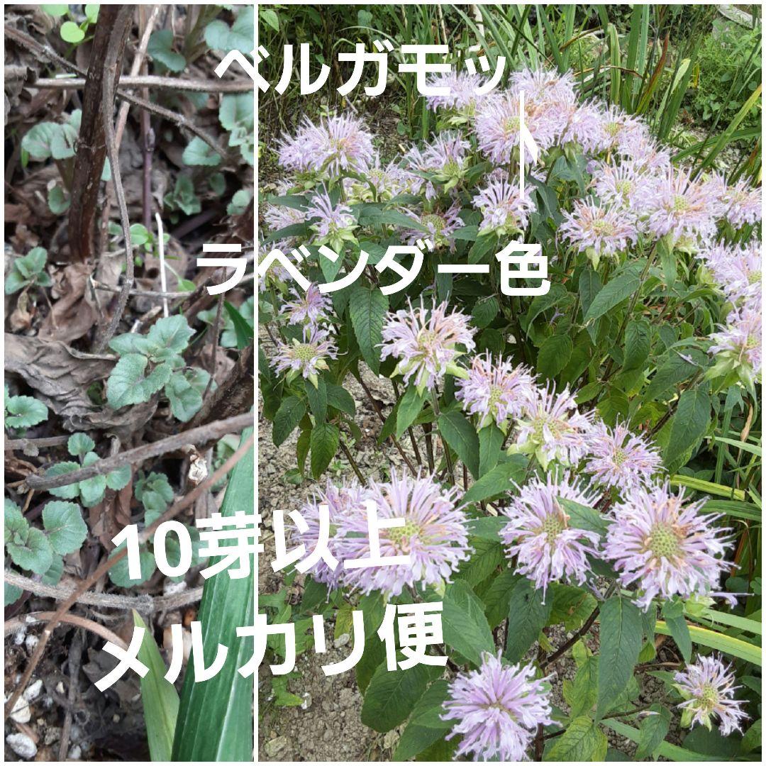 シフォン♡様 リクエスト 2点 まとめ商品 - メルカリ