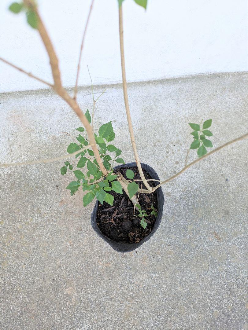 美しい天然株。山採りアオダモ。 - 植物/観葉植物