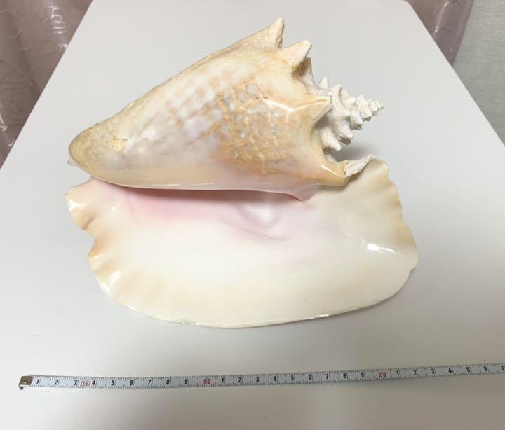 新作セール 希少 貝 貝殻 約22cm fIR4h-m13888377740 コンク貝 ピンク貝 好評最安値