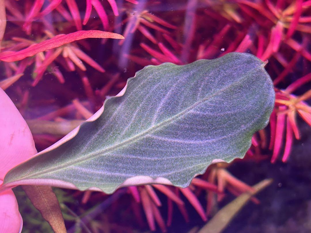 停止様確認用Bucephalandra sp.Pearl gray 水上育成株