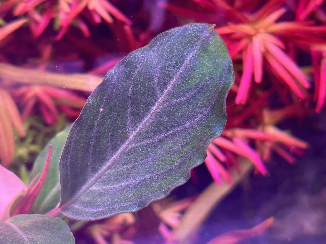 停止様確認用Bucephalandra sp.Pearl gray 水上育成株