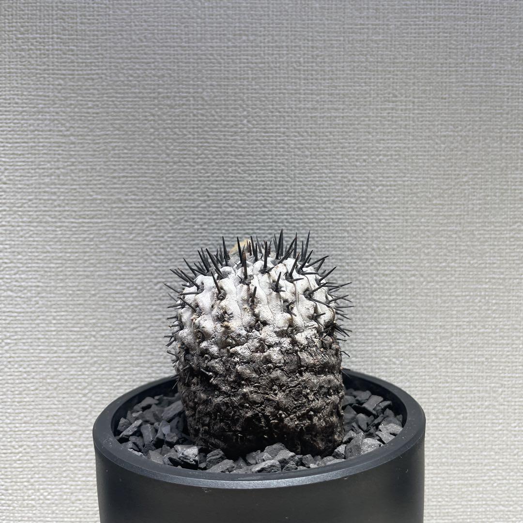 黒王丸