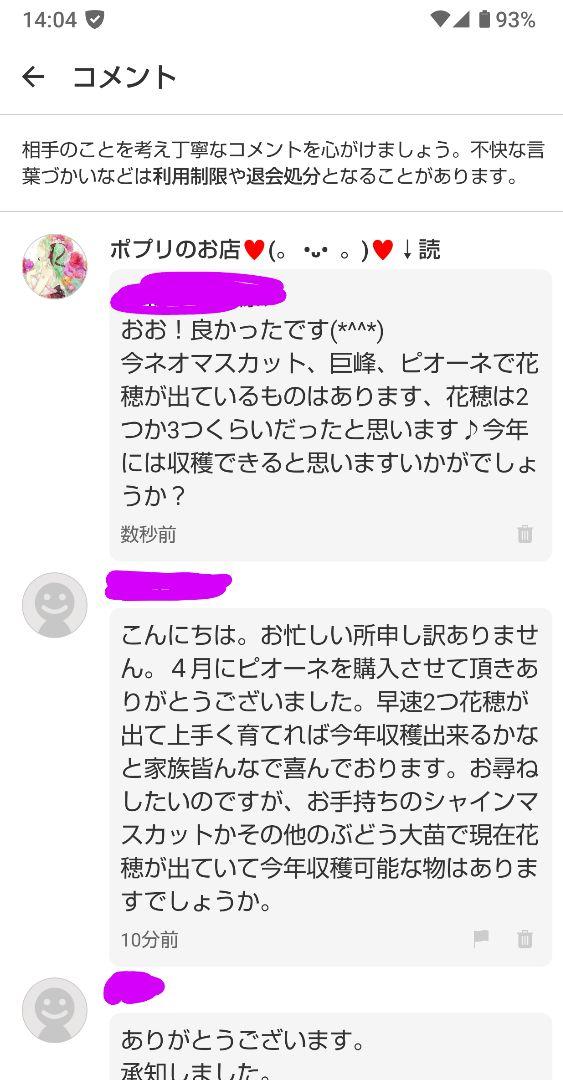 シャインマスカット 苗 3年育成物 丈夫な苗‼️評価見てください
