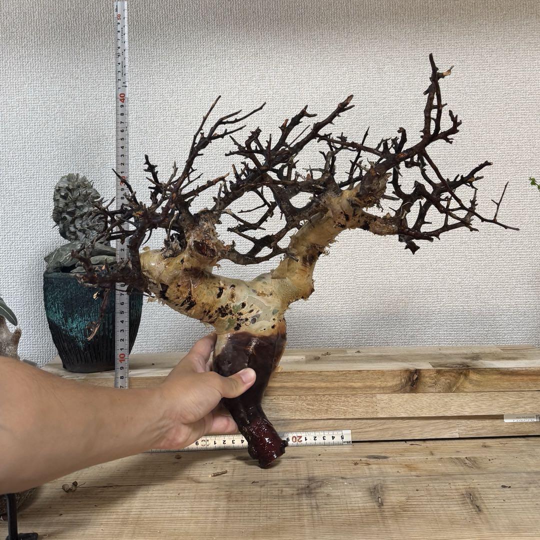 b*y様 KF14 コミフォラ ピュア カタフ ソマリア 現地株 下処理済み KF14 コミフォラ ピュア カタフ ソマリア 現地株 下処理済み