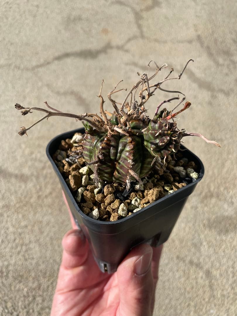 ブラックバリダ×スーパーバリダ