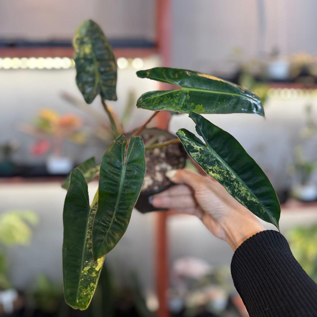 18 S&P フィロデンドロン ビレッタエ ビレッティア 斑入り 18 S&P フィロデンドロン ビレッタエ ビレッティア 斑入り