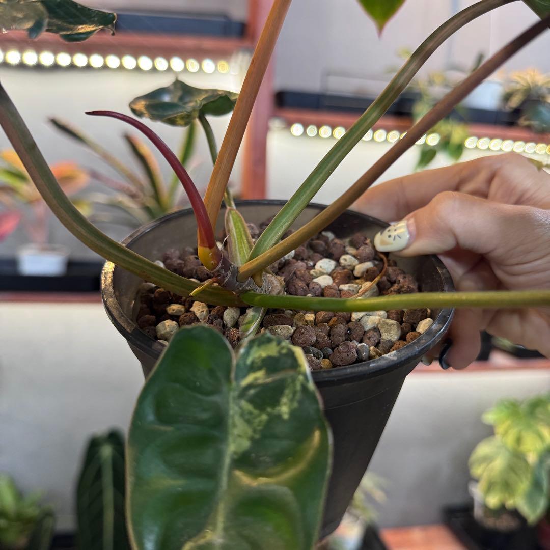 18 S&P フィロデンドロン ビレッタエ ビレッティア 斑入り 18 S&P フィロデンドロン ビレッタエ ビレッティア 斑入り