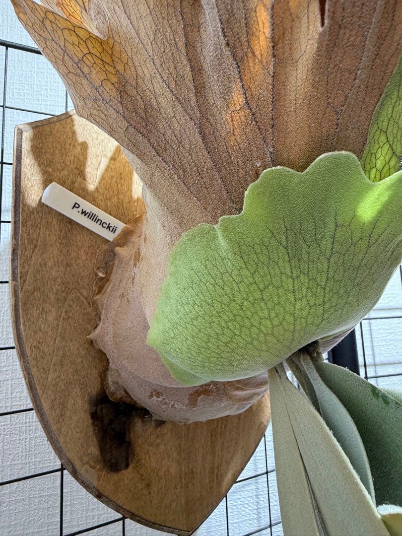 ビカクシダ ウィリンキー 白 大型株 京都 p.willinckii特 ビカクシダ ウィリンキー 白 大型株 京都 p.willinckii特