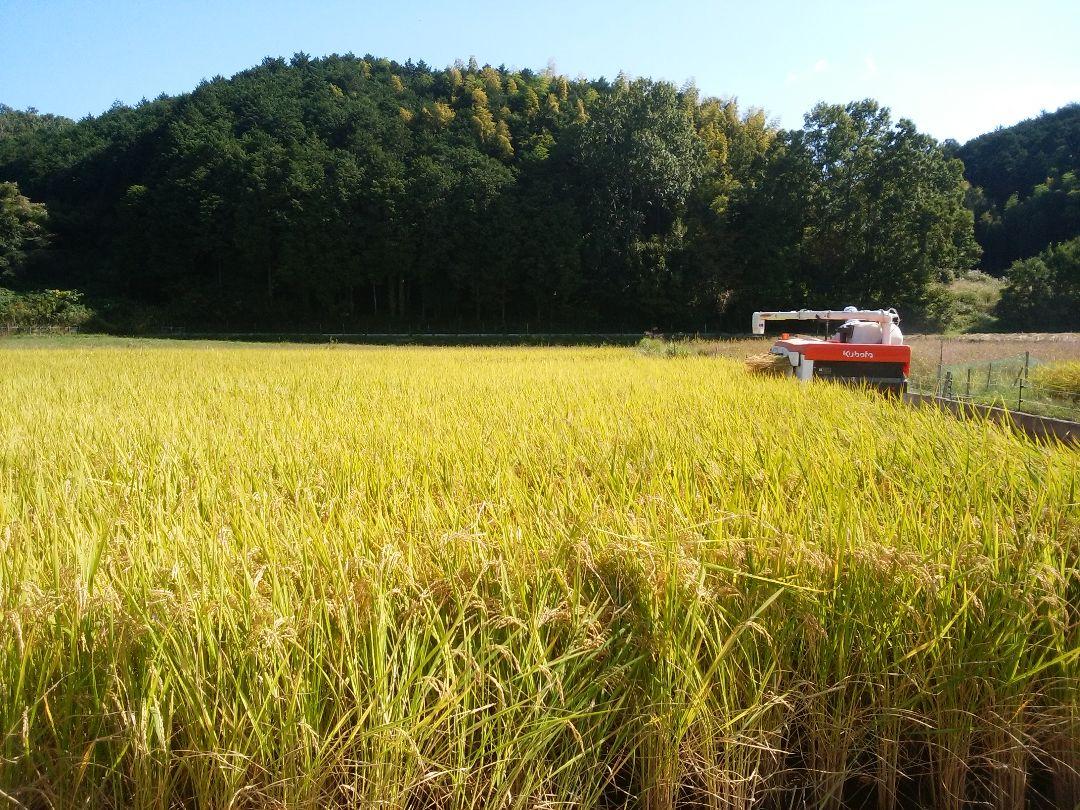 農家のお米玄米　10キロ　令和6年産 ヒノヒカリ