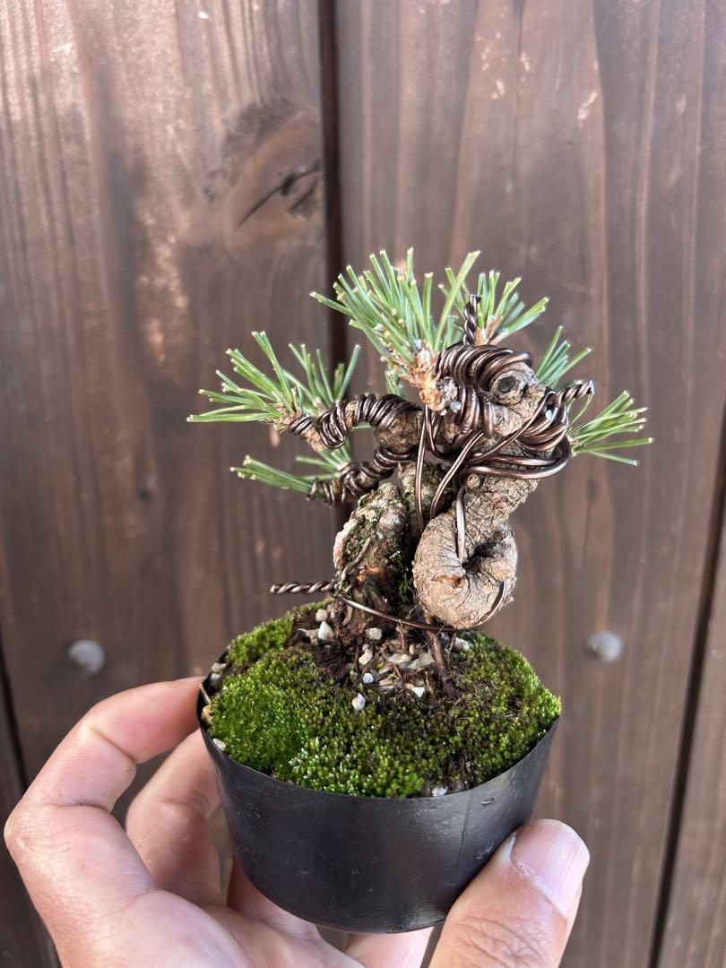 小品盆栽　黒松、7cm 迫力の極太黒松！