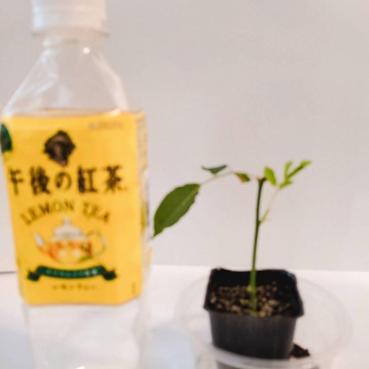 圧倒的高評価 青バラ 強香 薔薇挿木苗 限定製作